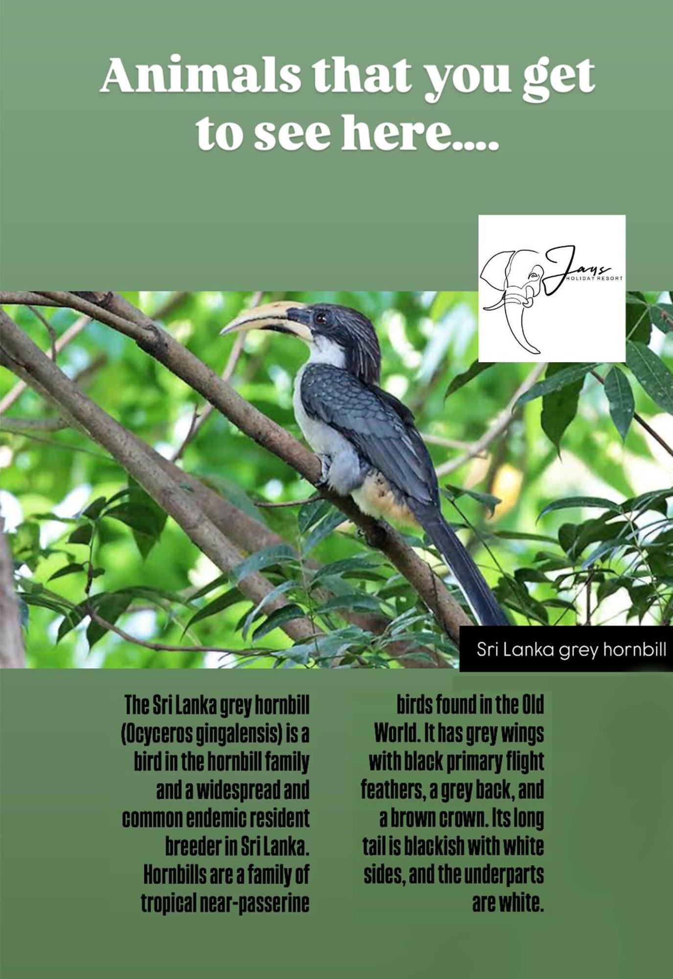 Jays Holiday Resort Хабарана Екстер'єр фото