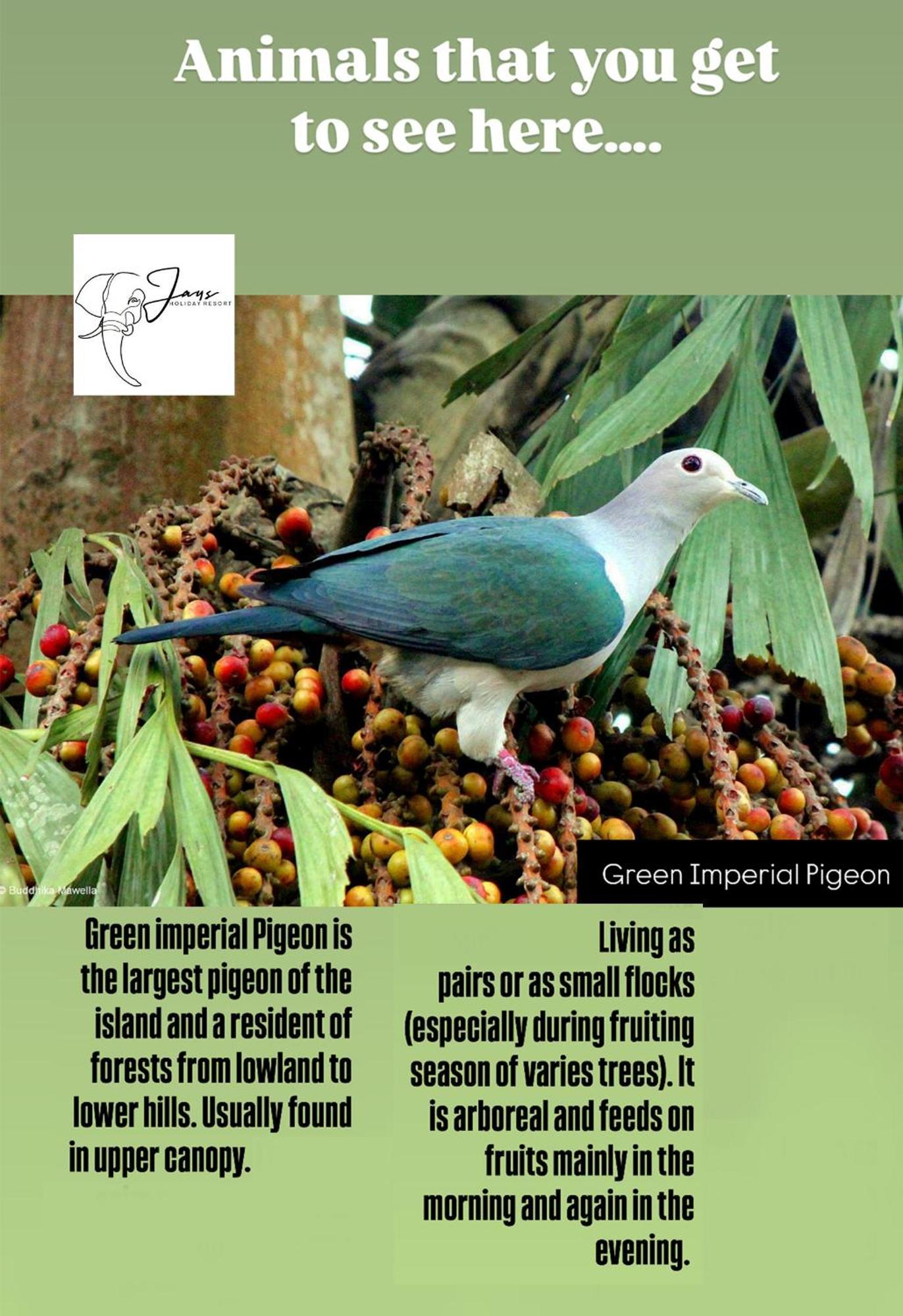 Jays Holiday Resort Хабарана Екстер'єр фото